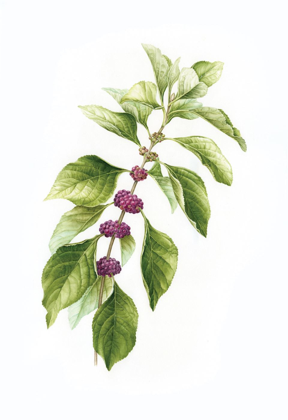 Wildly Exquisite-Benjamin - beautyberry