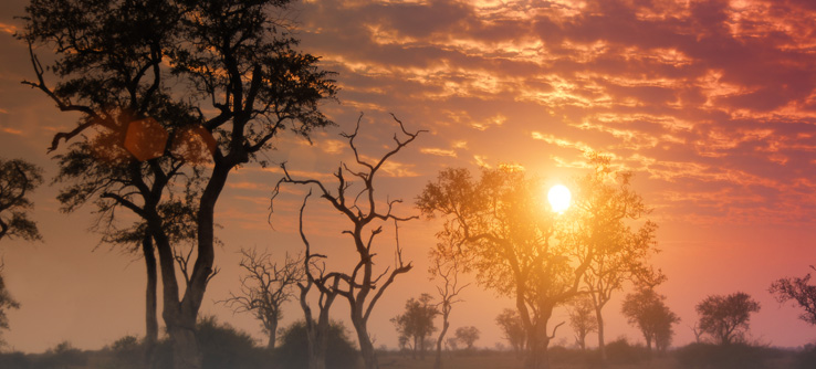 a on amazon get discount the Meet Meerkats of the Kalahari