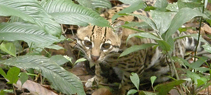 Monitoring Ocelots in Trinidad