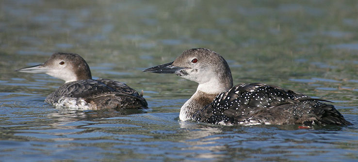 Loon Conservation in South Carolina