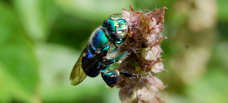Costa Rican Bee Conserving Wild Bees and Other Pollinators of Costa Rica