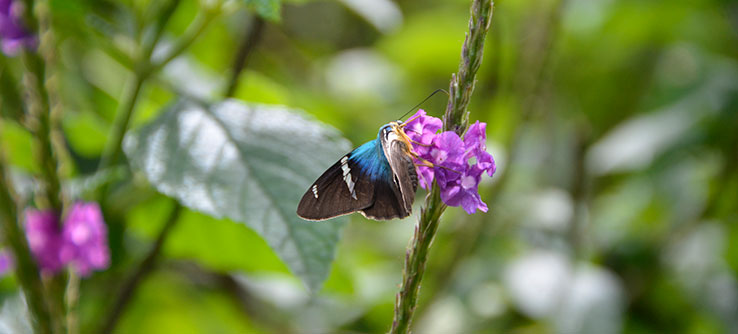 Conserving Wild Bees And Other Pollinators Of Costa Rica