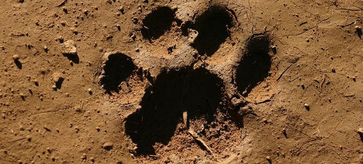 South Africa’s Hyenas