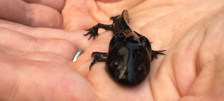 Conserving Wetlands and Traditional Agriculture in Mexico