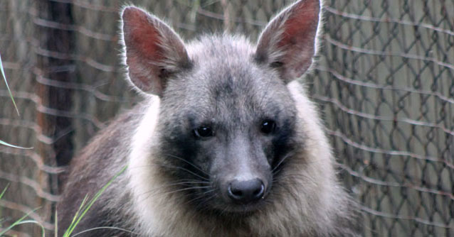 South Africa’s Hyenas