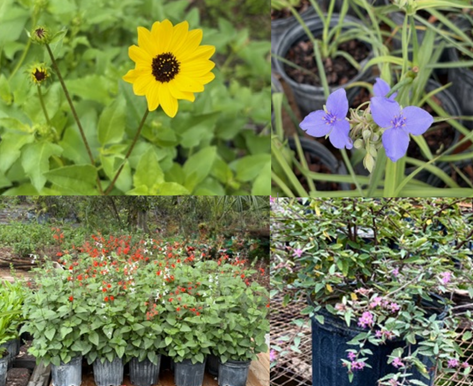 Plants available at the sale