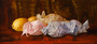 Nellie Strobridge (attributed to) - Wrapped Lemons