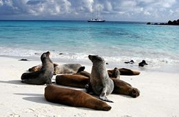 <font face="arial" color="#CF7829">Coming Soon</font><br />THE GALAPAGOS ISLANDS