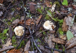 Thumb_tricholoma
