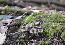 Thumb_craterellus_011913