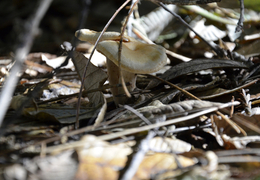 Thumb_hydnum_3