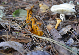 Thumb_tubaeformis_011913