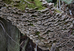 Thumb_turkey_tail