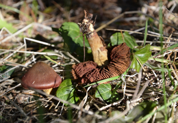 Thumb_dermocybe