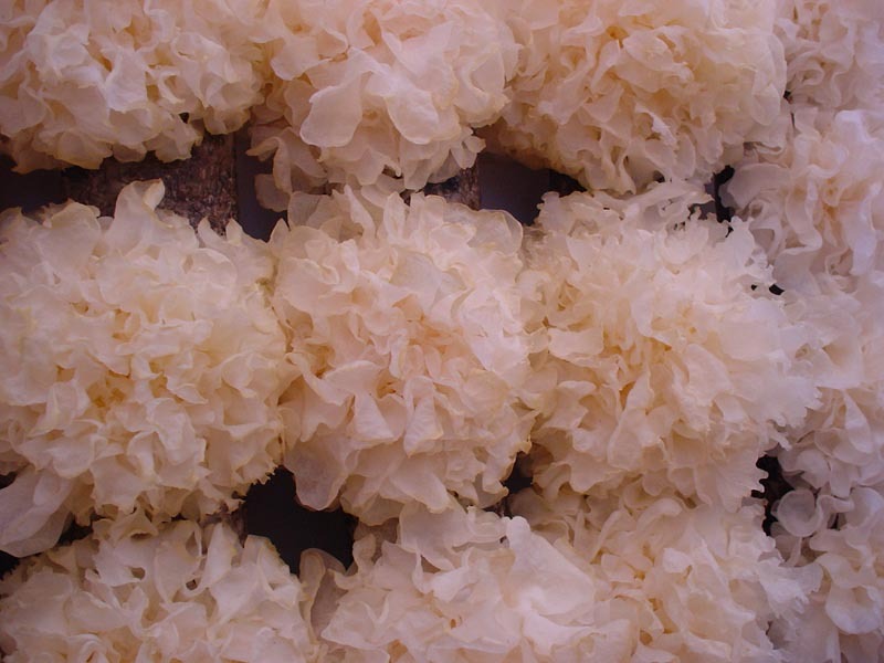Tremella-fuciformis-extract