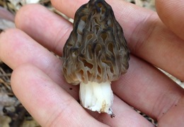 Thumb_photo_2