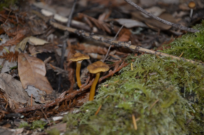 Fairy_foot_log