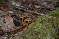 Small_thumb_fairy_foot_log