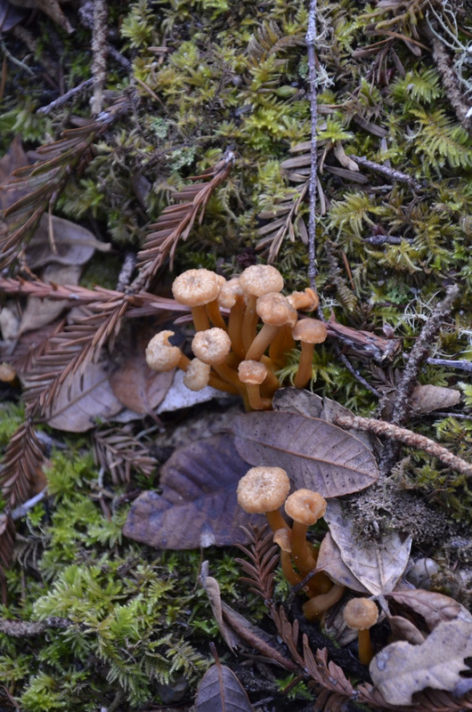 Fairy_foot3