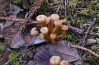 Small_thumb_fairy_foot3