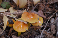 Small_thumb_hygrocybe_sp