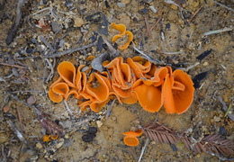 Thumb_orange_peel