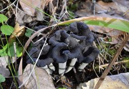 Thumb_craterellus