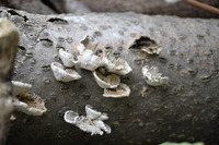Small_thumb__dsc3653