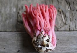 Thumb_pink_ramaria