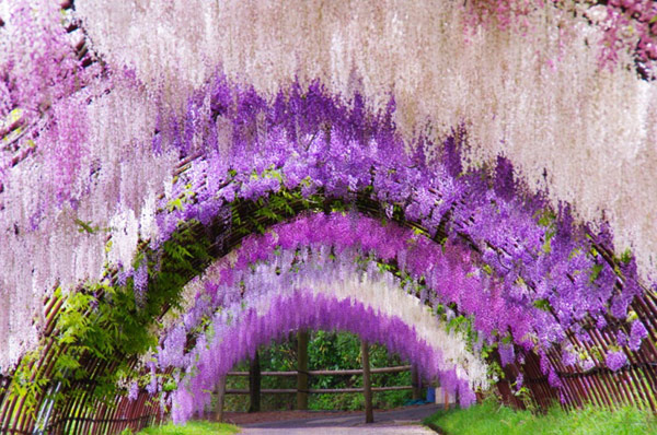 02-Wisteria-Tunnel.jpg
