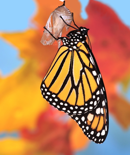 Borboleta