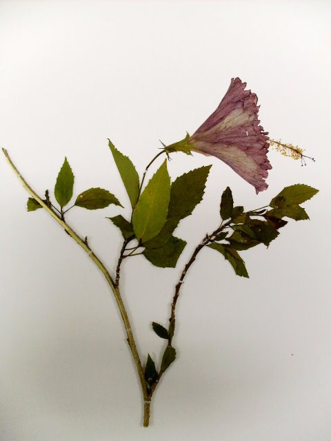 Flor - Exscicata