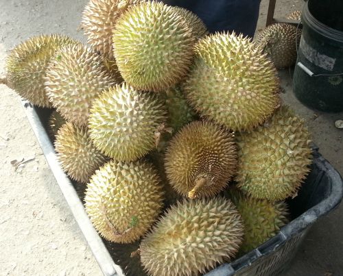Durain season in Malaysia
