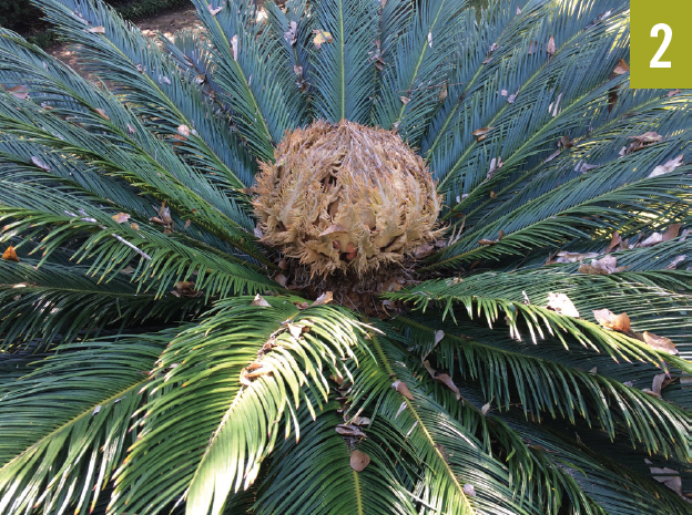 sago palm