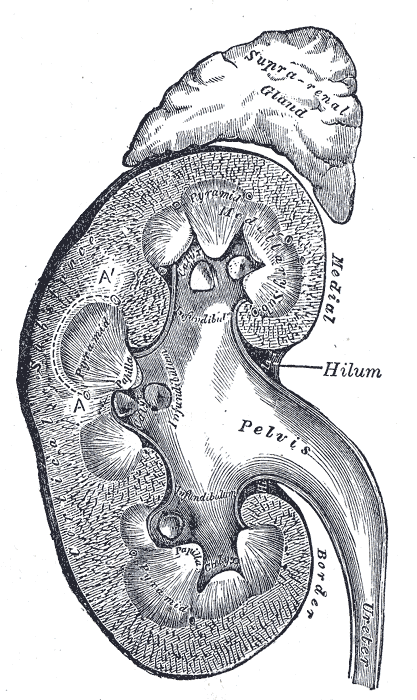kidney