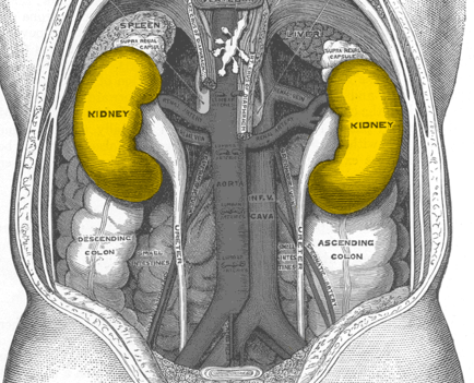 kidney