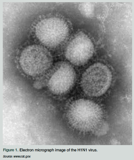 H1N1 virus