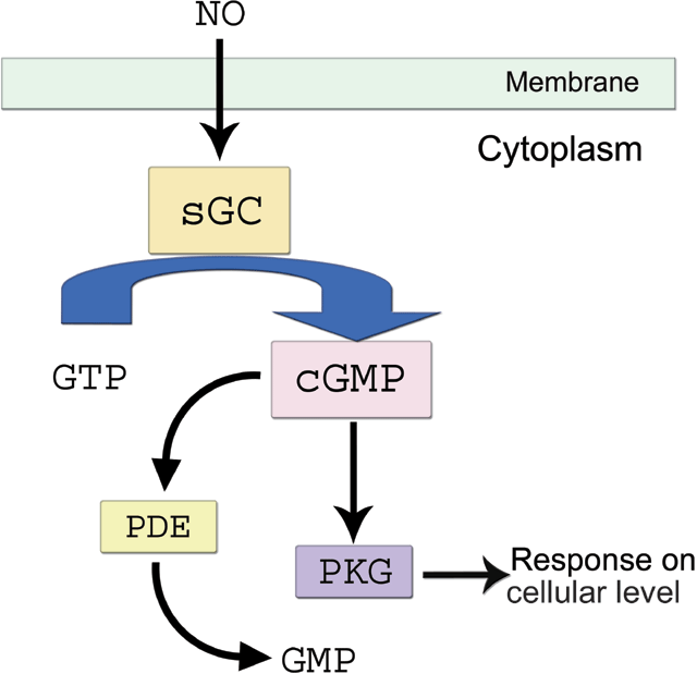 Nitric Oxide Signaling and Neural Stem Cell Differentiation in