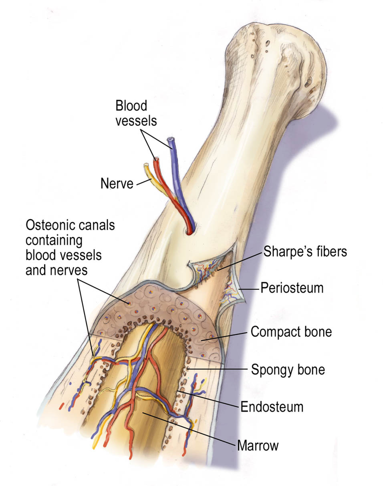 Managing Unstable Musculoskeletal Injuries