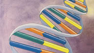 Genetics I: Fundamentals of DNA