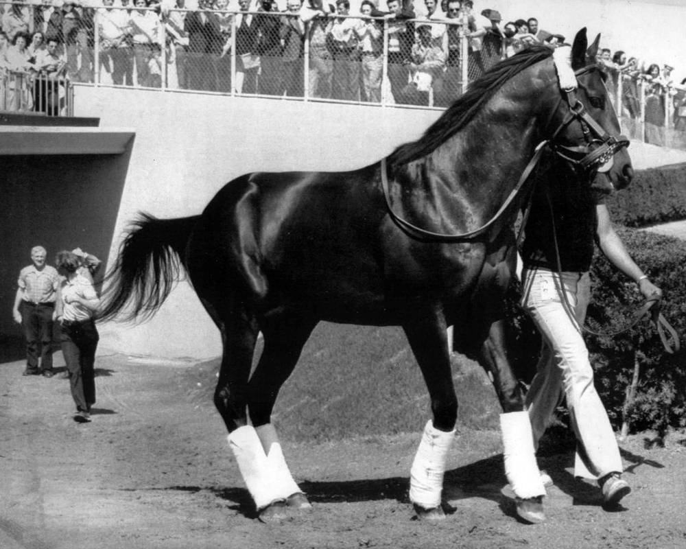 Forego #1 Racehorse, Vintage KentucKY Derby Races, B&W Photo Poster, Imagekind - Picture 7 of 15