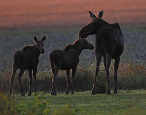 Spring is the best time to spot Maine moose with their young. The state has an estimated moose population of 75,000, and May and June are the months when moose are most likely to be seen in Maine.