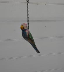 Hanging parrot