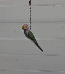 Hanging parrot