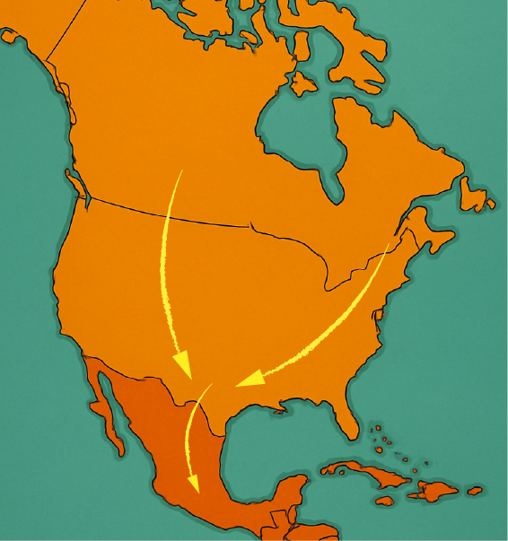 Migration Tracking Map