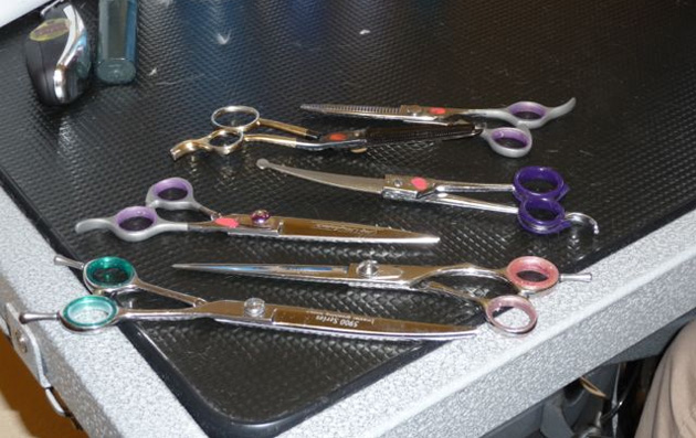 Doggy Bubbles Grooming and Boarding in Ocala