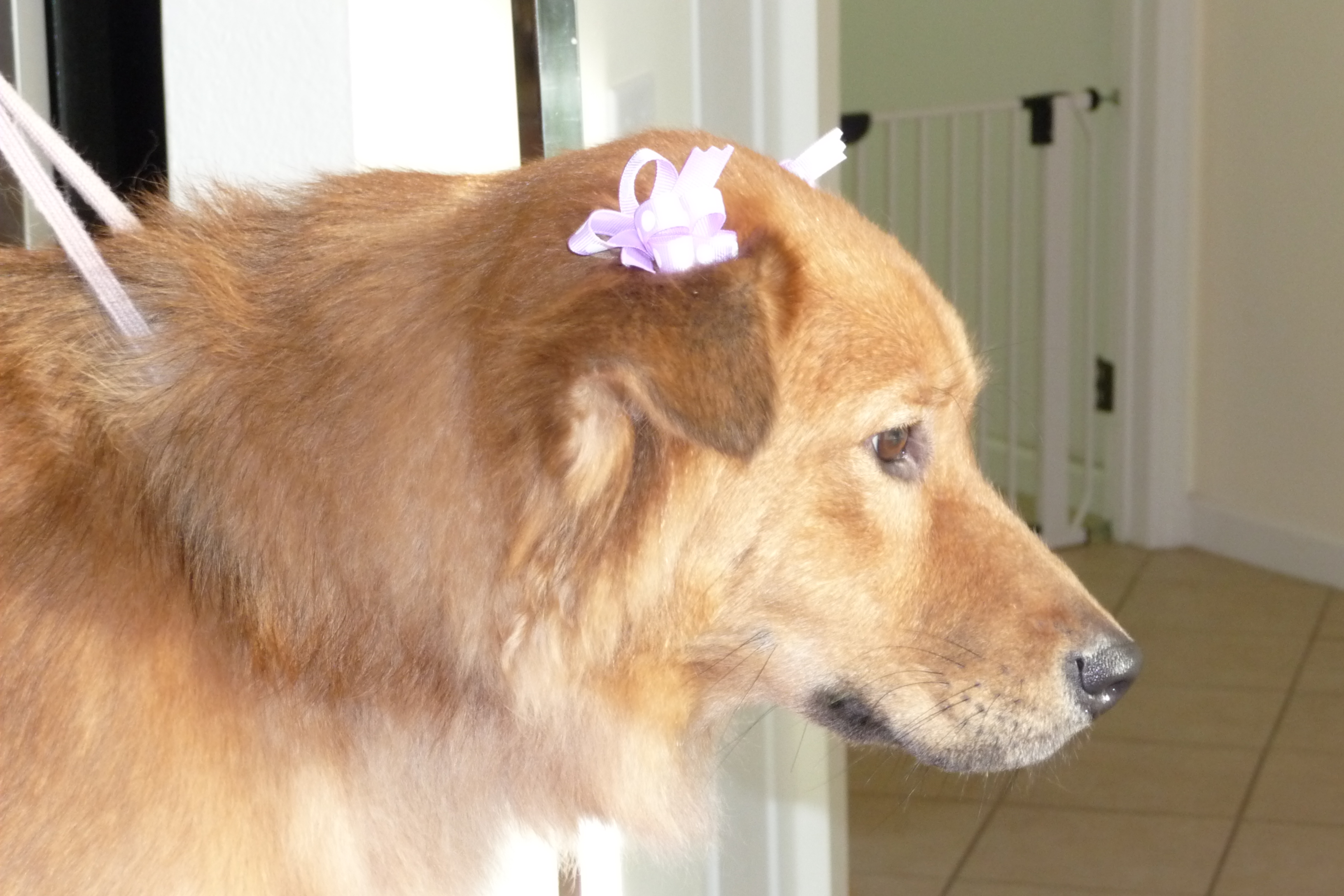 Dog Grooming Ocala Florida Doggy Bubbles Pet Grooming