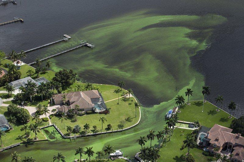 Florida Algae Solution