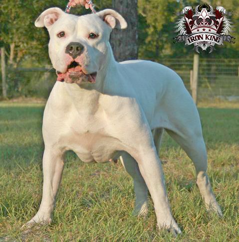 Picture of Blade pitbull female