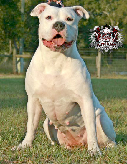 Picture of Blade pitbull female